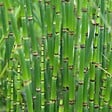 BLOOMIQUE - Lot de 3 - Juncus Spiralis - Jonc spiralé - Plantes de bassin - H. 20-30 cm - P. 9 cm - vignette