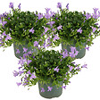 BLOOMIQUE - Lot de 3 - Campanula Ambella Lavender - Campanule - Couvre-sol - H. 10-20 cm - P. 10,5 cm - vignette