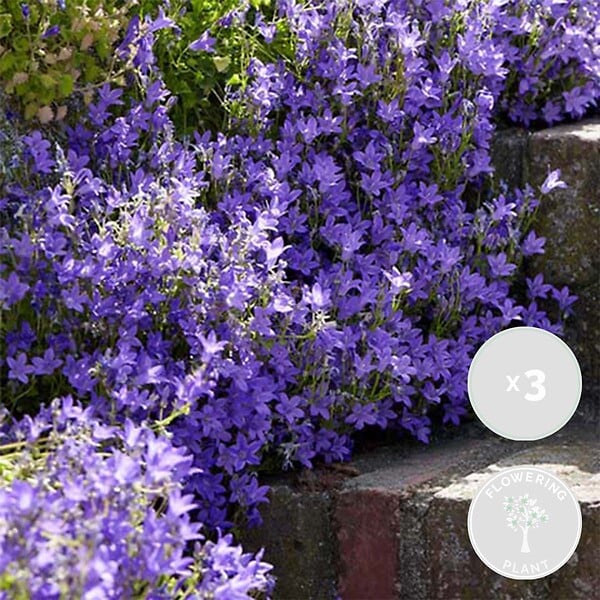 BLOOMIQUE - Lot de 3 - Campanula Ambella Lavender - Campanule - Couvre-sol - H. 10-20 cm - P. 10,5 cm - large