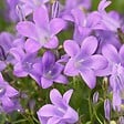 BLOOMIQUE - Lot de 3 - Campanula Ambella Lavender - Campanule - Couvre-sol - H. 10-20 cm - P. 10,5 cm - vignette