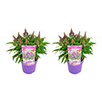 BLOOMIQUE - Lot de 2 - Buddleja Butterfly Little Purple - Arbre aux papillons - H. 30-40 cm - P. 19 cm - vignette