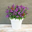 BLOOMIQUE - Lot de 2 - Buddleja Butterfly Little Purple - Arbre aux papillons - H. 30-40 cm - P. 19 cm - vignette