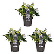 BLOOMIQUE - Lot de 3 - Helleborus Niger Christmas Carol - Rose de Noël - H. 20-30 cm - P. 12 cm - vignette
