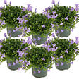 BLOOMIQUE - Lot de 6 - Campanula Ambella Lavender - Campanule - Couvre-sol - H. 10-20 cm - P. 10,5 cm - vignette