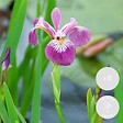 BLOOMIQUE - Lot de 6 - Iris Versicolor - Iris versicolore - Plantes de bassin - H. 20-30 cm - P. 9 cm - vignette