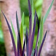 BLOOMIQUE - Lot de 6 - Iris Versicolor - Iris versicolore - Plantes de bassin - H. 20-30 cm - P. 9 cm - vignette