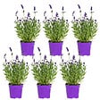 BLOOMIQUE - Lot de 6 - Lavandula Angustifolia - Lavande - Plantes de jardin - H. 15-20 cm - P. 10,5 cm - vignette