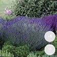 BLOOMIQUE - Lot de 6 - Lavandula Angustifolia - Lavande - Plantes de jardin - H. 15-20 cm - P. 10,5 cm - vignette