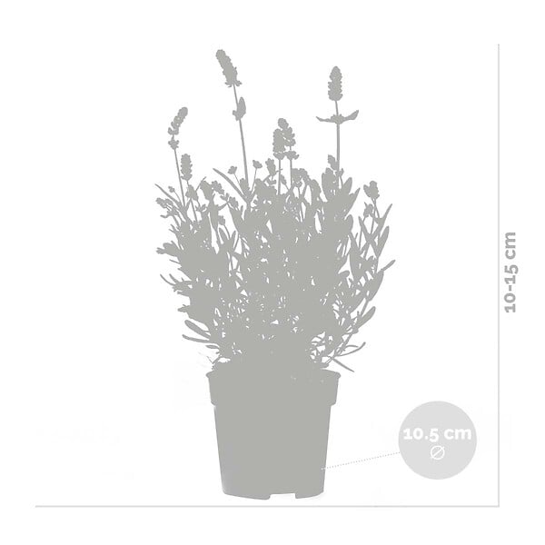 BLOOMIQUE - Lot de 6 - Lavandula Angustifolia - Lavande - Plantes de jardin - H. 15-20 cm - P. 10,5 cm - large