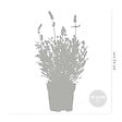 BLOOMIQUE - Lot de 6 - Lavandula Angustifolia - Lavande - Plantes de jardin - H. 15-20 cm - P. 10,5 cm - vignette