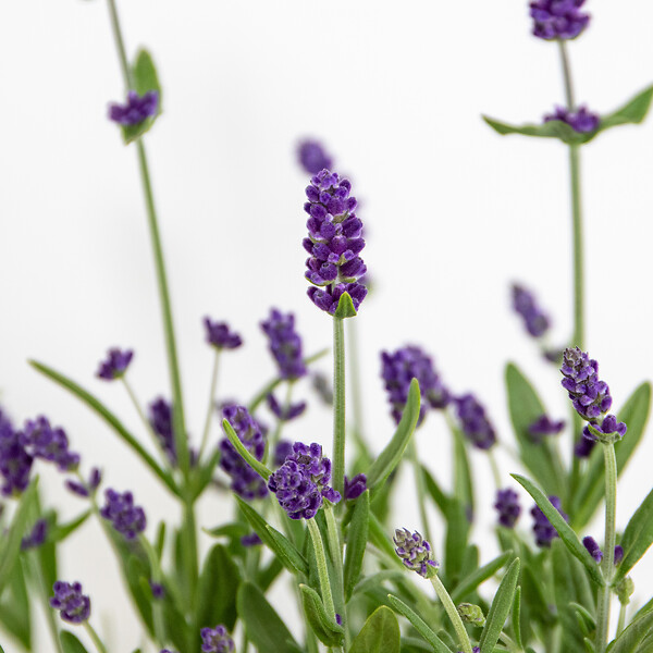 BLOOMIQUE - Lot de 6 - Lavandula Angustifolia - Lavande - Plantes de jardin - H. 15-20 cm - P. 10,5 cm - large
