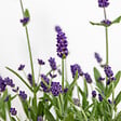 BLOOMIQUE - Lot de 6 - Lavandula Angustifolia - Lavande - Plantes de jardin - H. 15-20 cm - P. 10,5 cm - vignette