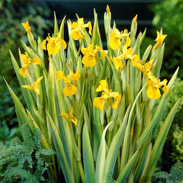 BLOOMIQUE - Iris Pseudacorus - Iris jaune - Plantes de bassin - Plantes aquatiques - H. 20-30 cm - P. 9 cm - large
