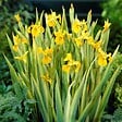 BLOOMIQUE - Iris Pseudacorus - Iris jaune - Plantes de bassin - Plantes aquatiques - H. 20-30 cm - P. 9 cm - vignette