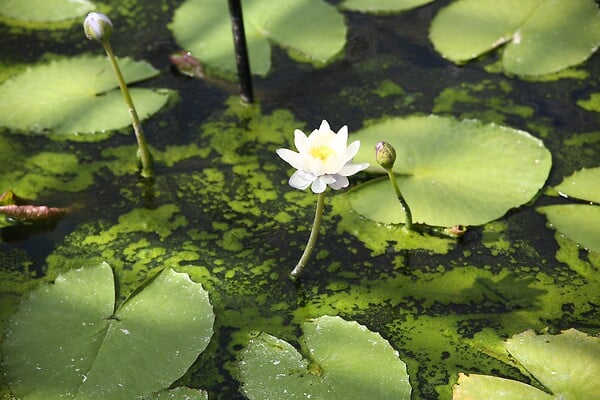 BLOOMIQUE - Nymphaea Marliacea Albida - Nénuphar - Blanc - Plantes de bassin - H. 10-20 cm - P. 11 cm - large