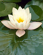 BLOOMIQUE - Nymphaea Marliacea Albida - Nénuphar - Blanc - Plantes de bassin - H. 10-20 cm - P. 11 cm - vignette