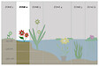 BLOOMIQUE - Lot de 3 - Houttuynia Cordata Chameleon - Doku-Dami - Anémone des marais - H. 10-20 cm - P. 9 cm - vignette