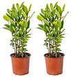 BLOOMIQUE - Lot de 2 - Laurus Nobilis - Laurier-sauce - Plantes de jardin - H. 40-50 cm - P. 15 cm - vignette