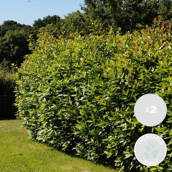 BLOOMIQUE - Lot de 2 - Laurus Nobilis - Laurier-sauce - Plantes de jardin - H. 40-50 cm - P. 15 cm - large
