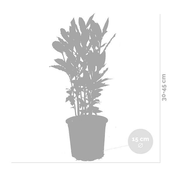 BLOOMIQUE - Lot de 2 - Laurus Nobilis - Laurier-sauce - Plantes de jardin - H. 40-50 cm - P. 15 cm - large