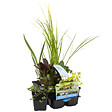 BLOOMIQUE - Lot de 6 - Plantes de bassin purifiantes - H. 15-25 cm - P. 9 cm - vignette