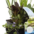 BLOOMIQUE - Lot de 6 - Plantes de bassin purifiantes - H. 15-25 cm - P. 9 cm - vignette