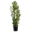 BLOOMIQUE - Laurus Nobilis - Laurier-sauce - Plantes de jardin - Rustique - Hauteur 80-100 cm - Pot 21 cm - vignette