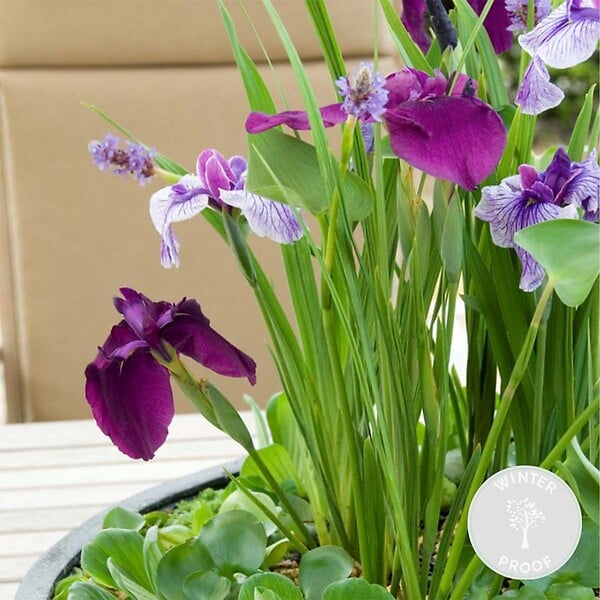 BLOOMIQUE - Iris Kaempferi - Iris du Japon - Violet - Plantes de bassin - H. 20-30 cm - P. 9 cm - large