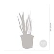 BLOOMIQUE - Iris Kaempferi - Iris du Japon - Violet - Plantes de bassin - H. 20-30 cm - P. 9 cm - vignette