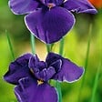 BLOOMIQUE - Iris Kaempferi - Iris du Japon - Violet - Plantes de bassin - H. 20-30 cm - P. 9 cm - vignette