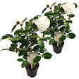 BLOOMIQUE - Lot de 2 - Camélia 'Nuccio's Gem' - Rose japonaise - Blanc - Arbuste - Persistant - Hauteur 30-35 cm - vignette