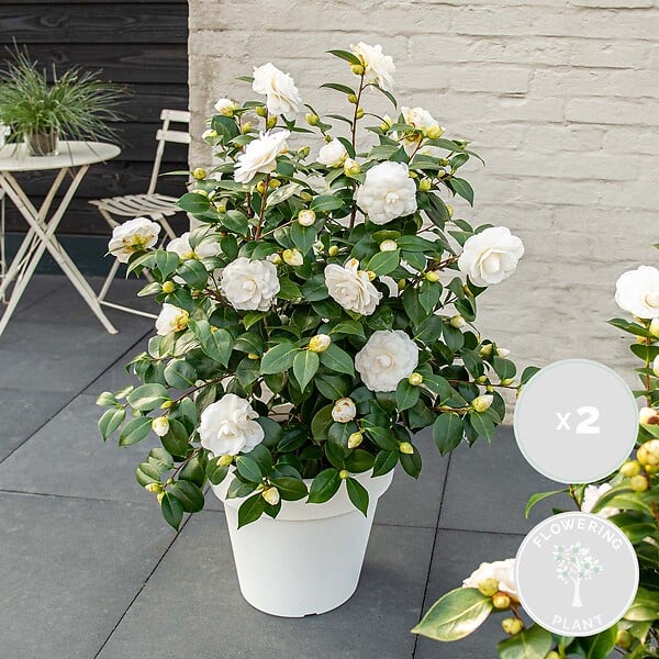 BLOOMIQUE - Lot de 2 - Camélia 'Nuccio's Gem' - Rose japonaise - Blanc - Arbuste - Persistant - Hauteur 30-35 cm - large