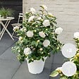 BLOOMIQUE - Lot de 2 - Camélia 'Nuccio's Gem' - Rose japonaise - Blanc - Arbuste - Persistant - Hauteur 30-35 cm - vignette