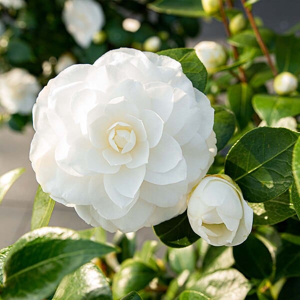 BLOOMIQUE - Lot de 2 - Camélia 'Nuccio's Gem' - Rose japonaise - Blanc - Arbuste - Persistant - Hauteur 30-35 cm - large