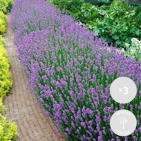 BLOOMIQUE - Lot de 3 - Lavandula Angustifolia - Plante de lavande - Plantes de jardin - H. 20-25 cm - P. 12 cm - large