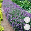 BLOOMIQUE - Lot de 3 - Lavandula Angustifolia - Plante de lavande - Plantes de jardin - H. 20-25 cm - P. 12 cm - vignette