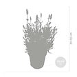 BLOOMIQUE - Lot de 3 - Lavandula Angustifolia - Plante de lavande - Plantes de jardin - H. 20-25 cm - P. 12 cm - vignette