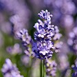 BLOOMIQUE - Lot de 3 - Lavandula Angustifolia - Plante de lavande - Plantes de jardin - H. 20-25 cm - P. 12 cm - vignette