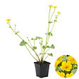 BLOOMIQUE - Caltha Palustris - Populage des marais - Plantes de bassin - Rustique - Hauteur 15-25 cm - Pot 9 cm - vignette