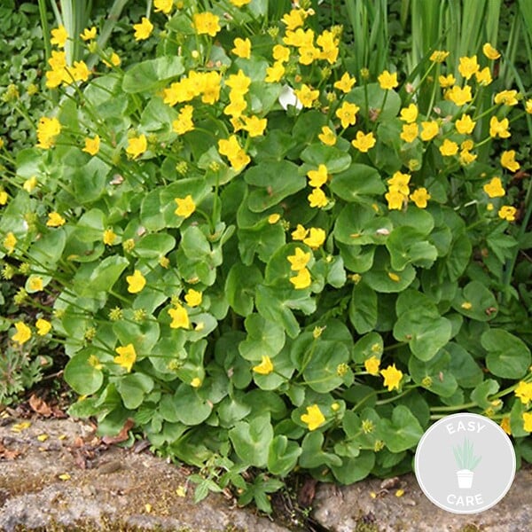 BLOOMIQUE - Caltha Palustris - Populage des marais - Plantes de bassin - Rustique - Hauteur 15-25 cm - Pot 9 cm - large