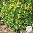 BLOOMIQUE - Caltha Palustris - Populage des marais - Plantes de bassin - Rustique - Hauteur 15-25 cm - Pot 9 cm - vignette