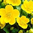 BLOOMIQUE - Caltha Palustris - Populage des marais - Plantes de bassin - Rustique - Hauteur 15-25 cm - Pot 9 cm - vignette