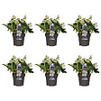BLOOMIQUE - Lot de 6 - Helleborus Niger Christmas Carol - Rose de Noël - H. 20-30 cm - P. 12 cm - vignette