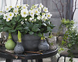 BLOOMIQUE - Lot de 6 - Helleborus Niger Christmas Carol - Rose de Noël - H. 20-30 cm - P. 12 cm - vignette