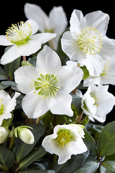 BLOOMIQUE - Lot de 6 - Helleborus Niger Christmas Carol - Rose de Noël - H. 20-30 cm - P. 12 cm - large