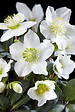 BLOOMIQUE - Lot de 6 - Helleborus Niger Christmas Carol - Rose de Noël - H. 20-30 cm - P. 12 cm - vignette