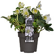 BLOOMIQUE - Helleborus Niger Christmas Carol - Rose de Noël - Plantes de jardin - H. 20-30 cm - P. 12 cm - vignette