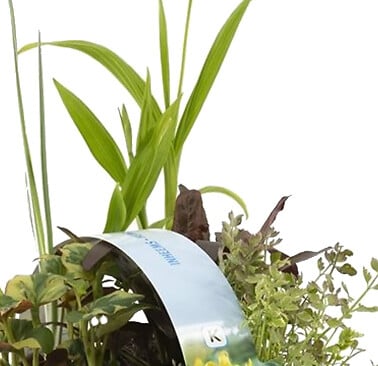 BLOOMIQUE - Lot de 6 - Plantes de bassin indigènes - Zones de bassin 1-2-3 - H. 15-25 cm - P. 9 cm - large