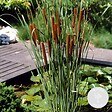 BLOOMIQUE - Typha Latifolia - Grand Massette - Cigare des marais - Plantes de bassin - H. 15-25 cm - P. 9 cm - vignette