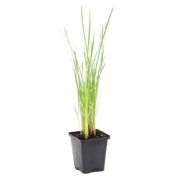 BLOOMIQUE - Typha Latifolia - Grand Massette - Cigare des marais - Plantes de bassin - H. 15-25 cm - P. 9 cm - large